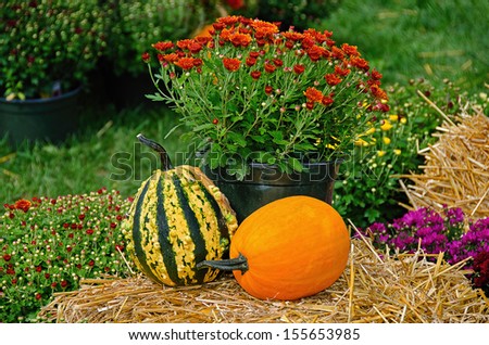 autumn pumpkin and gourd on hay bales with mum plants