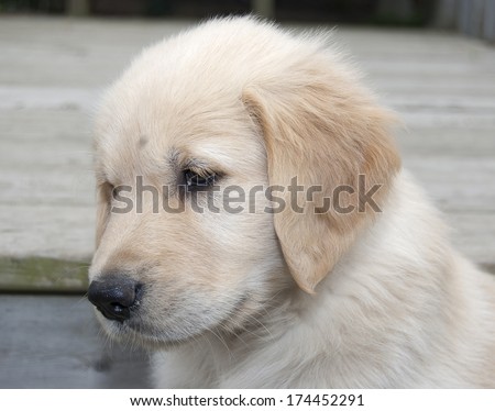 blond golden retriever puppy