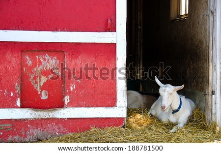white goat in straw by red barn door