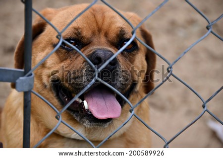 puggle dog behind chain link fence