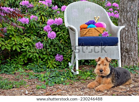 Welsh terrier in rhododendron garden with basket of colorful yarn