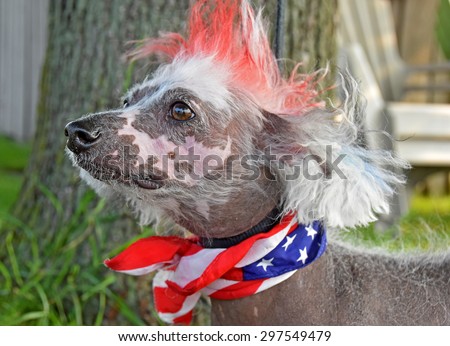 Chinese Crested Hairless dog with patriotic flag scarf and red dyed fur crest for 4th of july
