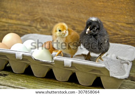 baby chicks with fresh eggs in gray cardboard egg carton