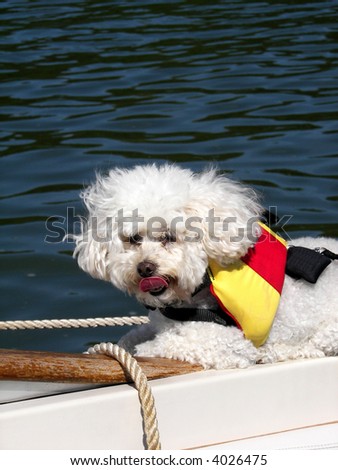 miniature poodle on boat