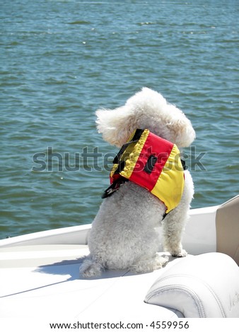 poodle on boat