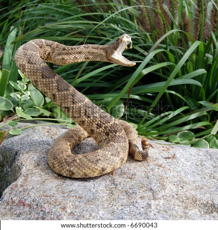 stock photo : rattle snake coiled for attack