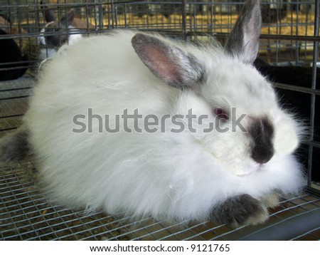 Angora Rabbit Photos