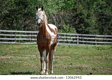 paint horse in pasture