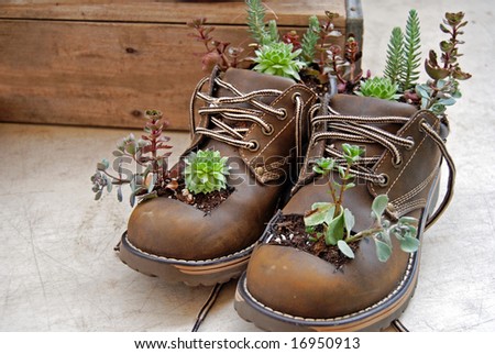 plants growing out of boots