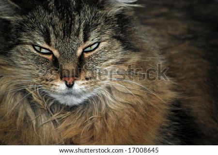 maine coon cat. stock photo : maine coon cat