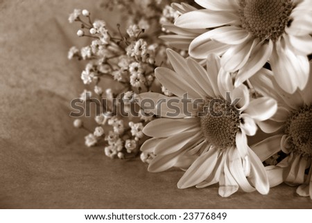 bouquet of daisies in sepia tones