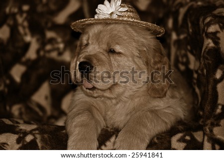 golden retriever with hat in sepia