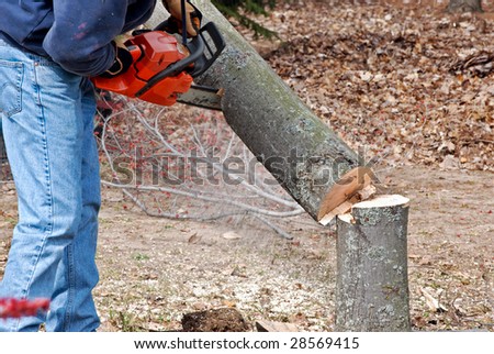 lumberjack cutting a tree down