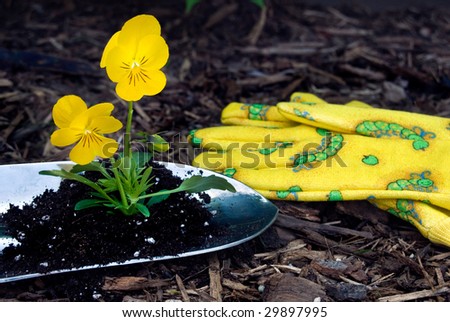 pansy in shovel with garden gloves