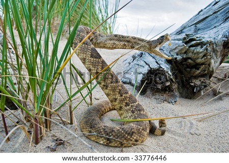 Rattle Snake In Sand Stock Photo 33776446 : Shutterstoc