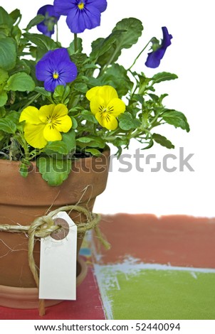 pansy in clay pot with tag on twine.