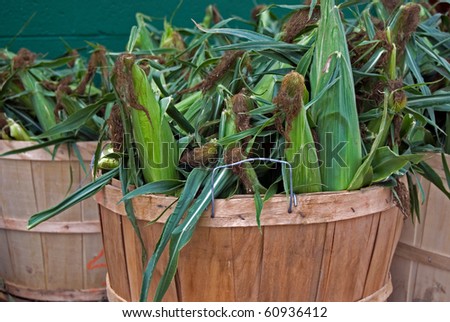 ears of corn in bushel basket
