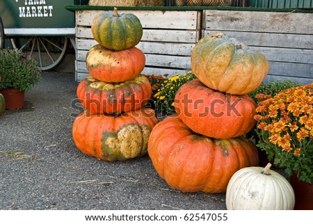pumpkin stack with fall mums