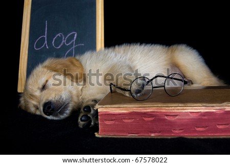 golden retriever puppies sleeping. stock photo : golden retriever puppy sleeping by old book and chalkboard