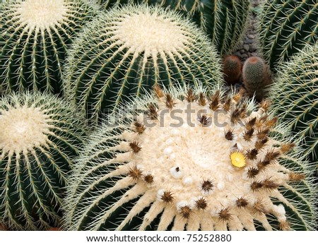 cacti in desert garden