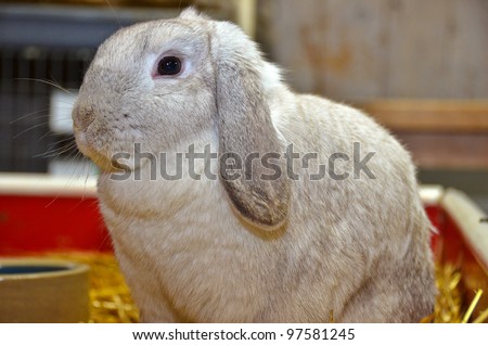 floppy eared rabbit in barn