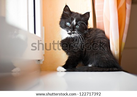 Kitten is sitting on a window ledge