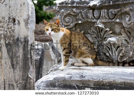 A cat on the colonnade of ancient city Ephesus, Turkey