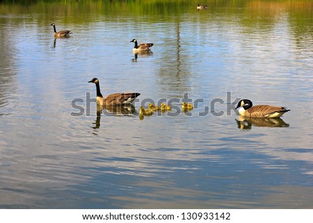 Happy geese family swimming in lake with baby geese