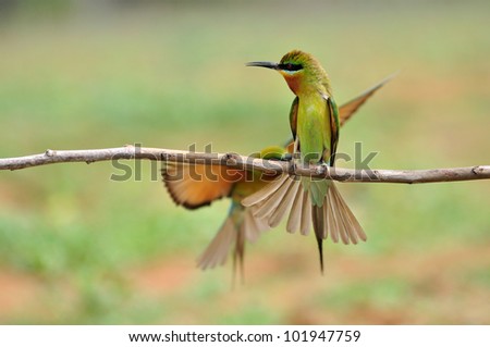 Bee eater bird (Blue tailed Bee eater) sitting on branch