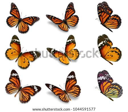 Beautiful monarch butterfly collection isolated on white background