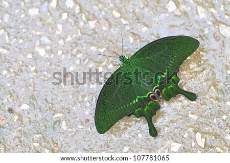 Green Butterfly (paris peacock, papilio paris) on nature.
