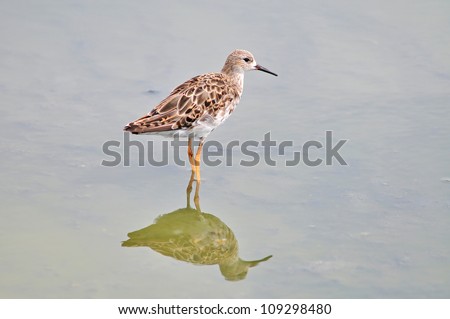 Long Toed Stint, bird of mangrove forest from Thailand