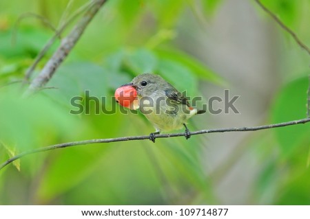 Scarlet-backed Flowerpecker Bird, eating red fruit.