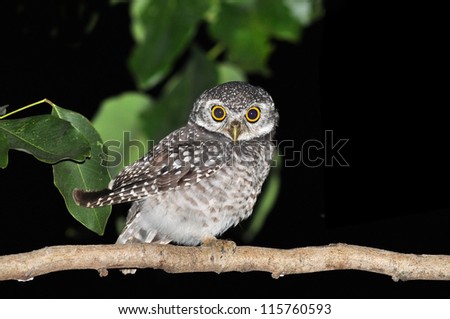 spotted owlet Bird of Thailand