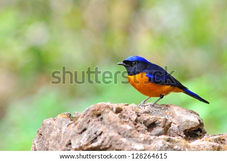 Colorful bird (Rufous-bellied Niltava, Niltava sundara), male