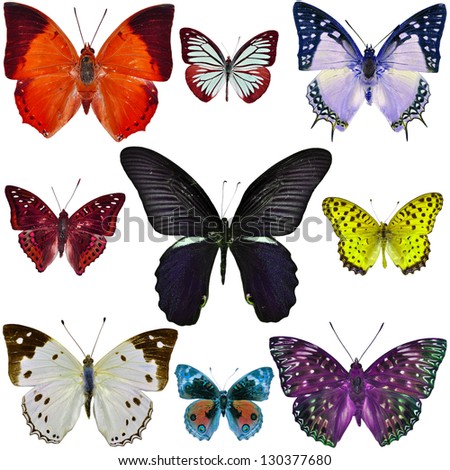 Collection of colorful butterflies isolated on white