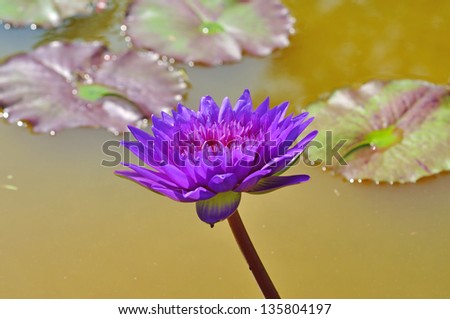 Purple lotus flower beautiful lotus