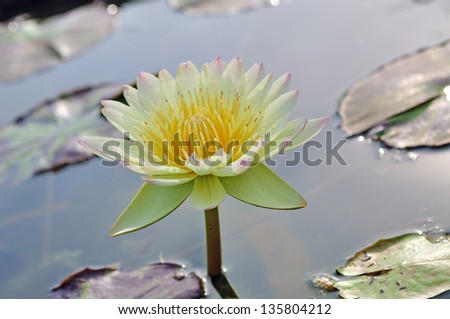 yellow lotus flower beautiful lotus