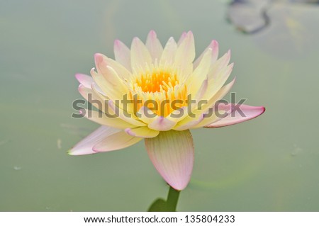 yellow lotus flower beautiful lotus