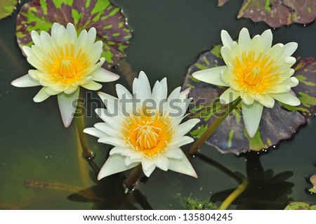 yellow lotus blossom flower beautiful lotus