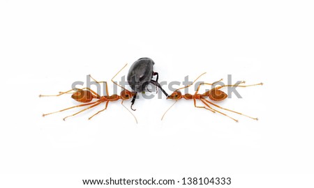 Red ants working to take down a beetle isolated on white background