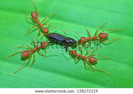 Red ants working to take down a beetle