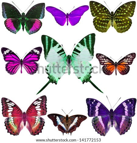 Butterfly Collection isolated on white