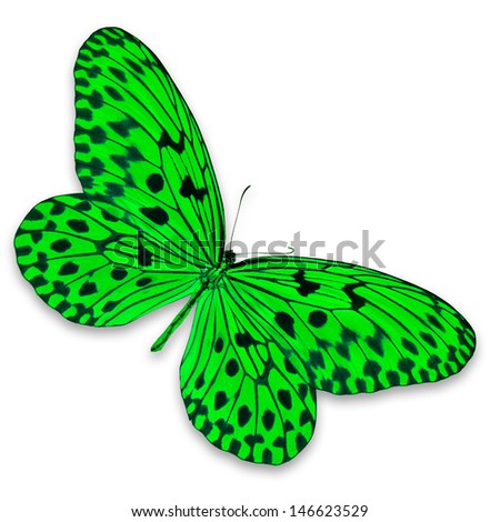 Green Butterfly on white background