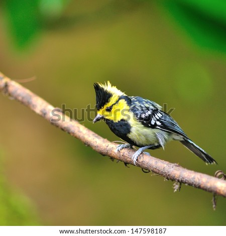 Colorful yellow bird, Yellow-cheeked Tit (Parus spilonotus) bird of Thailand