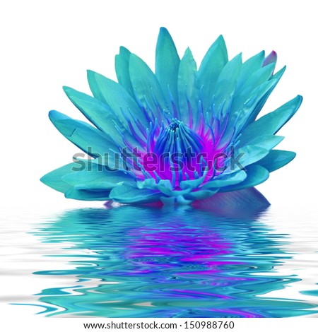 Beautiful lotus flower floating in water