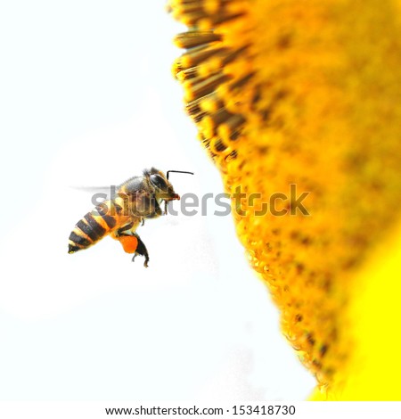 A Bee Hovering While Collecting Pollen From Sunflower Blossom. Hairs On Bee Are Covered In Yellow Pollen As Are It\'S Legs.