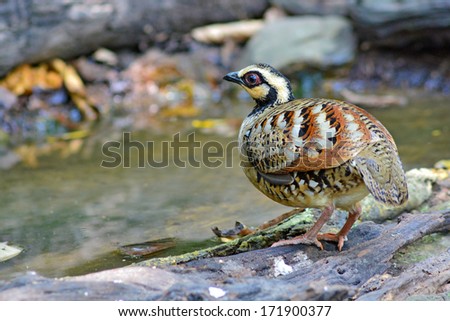 Beautiful brown bird (Bar-backed Partridge) drinking water on a pond