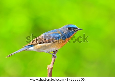 beautiful blue bird, Chinese Blue Flycatcher bird (Cyornis glaucicomans) perching on a branch