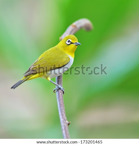 Beautifu yellow bird, Oriental White-eye Bird (Zosterops palpebrosus) perching on a branch